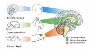 Terapia EMDR Psicologa Torres